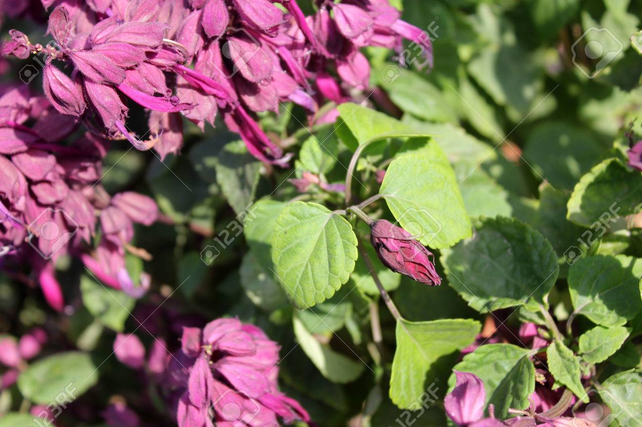 Salvia Splendens Vista Lila Sorte Von Beliebten Garten Zier Kraut Mit Lila Bluten Und Vergrosserte Kelches Lizenzfreie Fotos Bilder Und Stock Fotografie Image 50679063