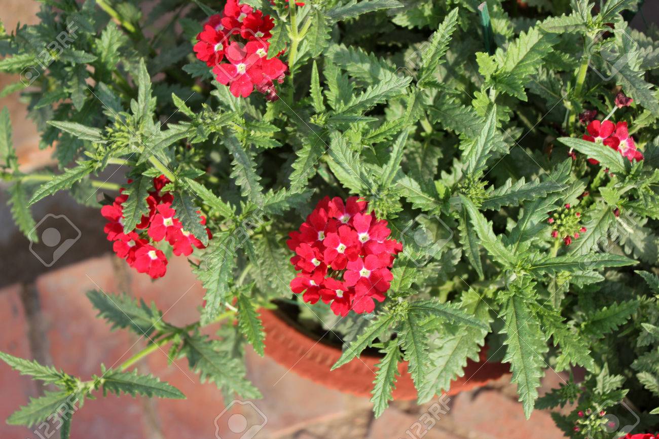 バーベナ ペチュニア Balazrasp アステカ ラズベリー バーベナ 形成歯の葉と白中心とラズベリーの赤い花観賞末尾宿根草開花外側から の写真素材 画像素材 Image