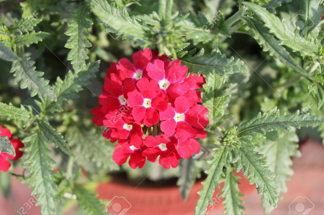 バーベナ ペチュニア Balazrasp アステカ ラズベリー バーベナ 形成歯の葉と白中心とラズベリーの赤い花観賞末尾宿根草開花外側から の写真素材 画像素材 Image