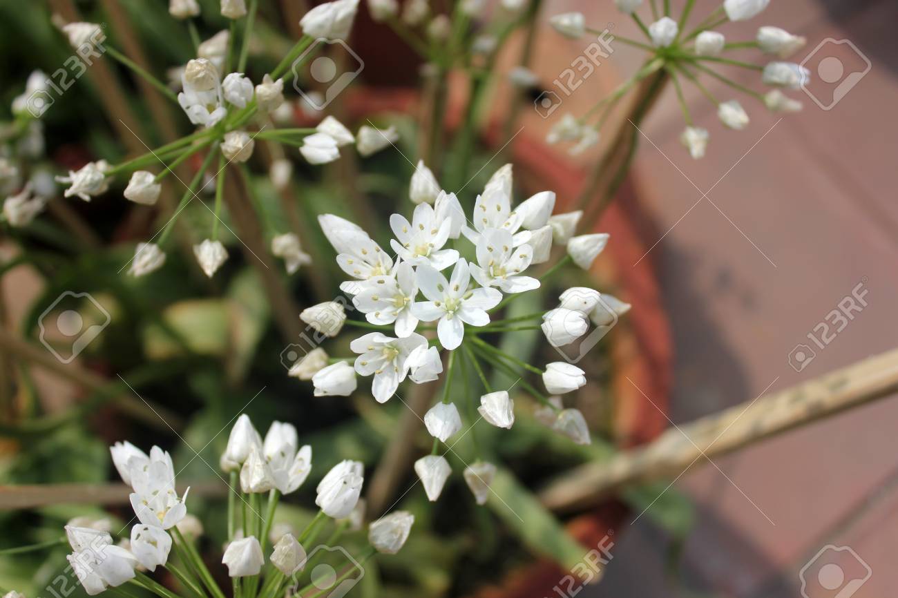 Ornithogallum アンベラタム Star Of Bethlehem 草ユリ 草のような葉と白い花の総状花序は散房の球根の多年生草本 の写真素材 画像素材 Image