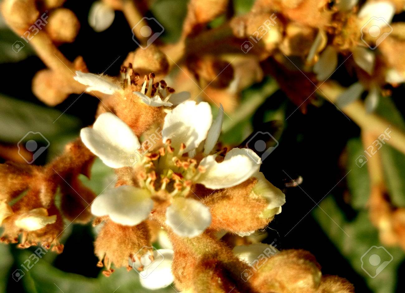 ビワ 枇杷 革のような葉 白い花と小さな黄色い食用果実をつける常緑小高木 の写真素材 画像素材 Image