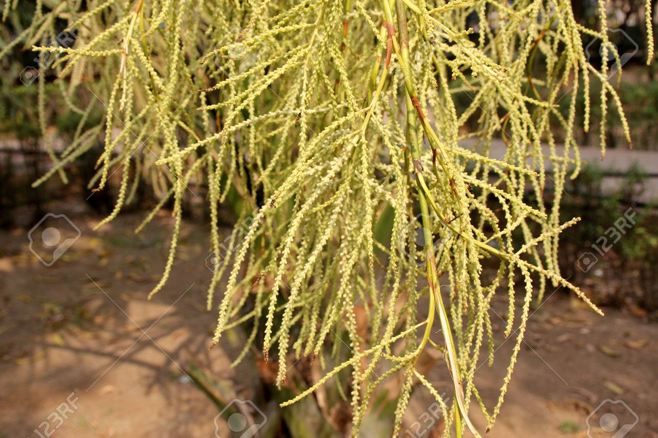 Livistona Chinensis Chinese Fan Palm Tree Palm With Fan Shaped