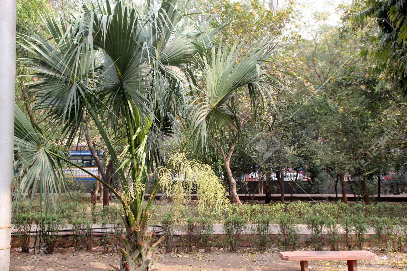 Livistona Chinensis Chinese Fan Palm Tree Palm With Fan Shaped Stock Photo Picture And Royalty Free Image Image 56412830