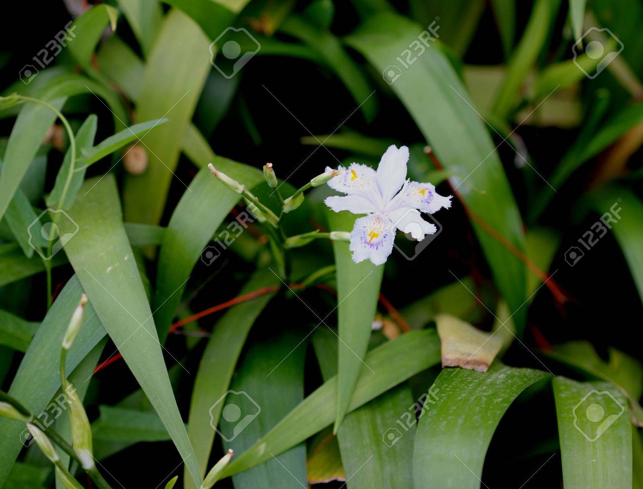 Iris Japonica, Con Flecos Iris, Flor De Mariposa, Hierba Perenne Rizomatosa Con Pálido A Blanco Flores De Lavanda Con Naranja De Cresta Amarilla Y Manchas De Color Púrpura A Lo Largo De Iris Japonica, Con Flecos Iris, Flor De Mariposa, Hierba Perenne Rizomatosa Con Pálido A Blanco Flores De Lavanda Con Naranja De Cresta Amarilla Y Manchas De Color Púrpura A Lo Largo De