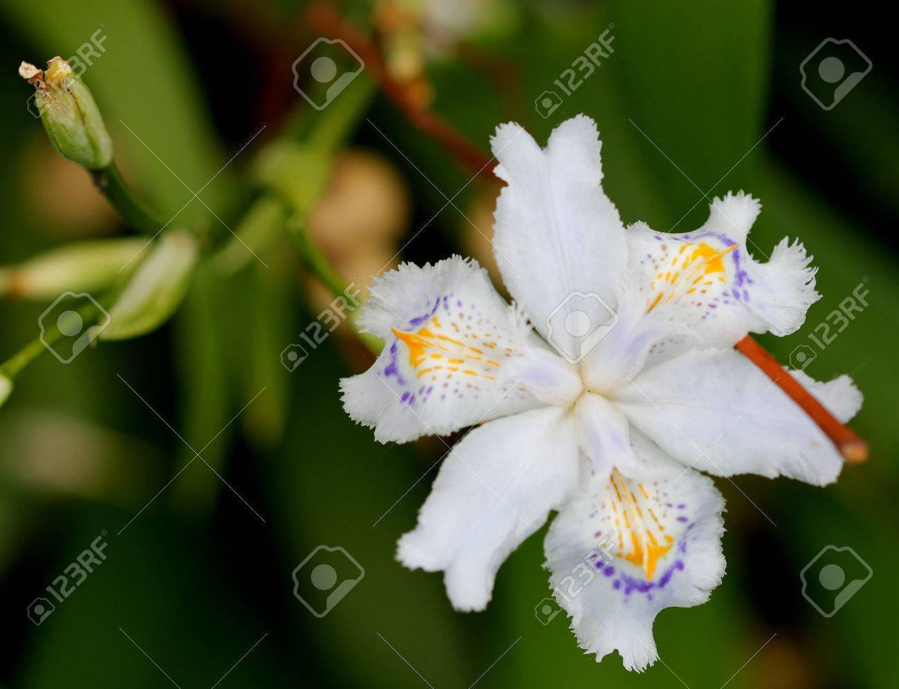 Iris Japonica, Con Flecos Iris, Flor De Mariposa, Hierba Perenne Rizomatosa Con Pálido A Blanco Flores De Lavanda Con Naranja De Cresta Amarilla Y Manchas De Color Púrpura A Lo Largo De Iris Japonica, Con Flecos Iris, Flor De Mariposa, Hierba Perenne Rizomatosa Con Pálido A Blanco Flores De Lavanda Con Naranja De Cresta Amarilla Y Manchas De Color Púrpura A Lo Largo De