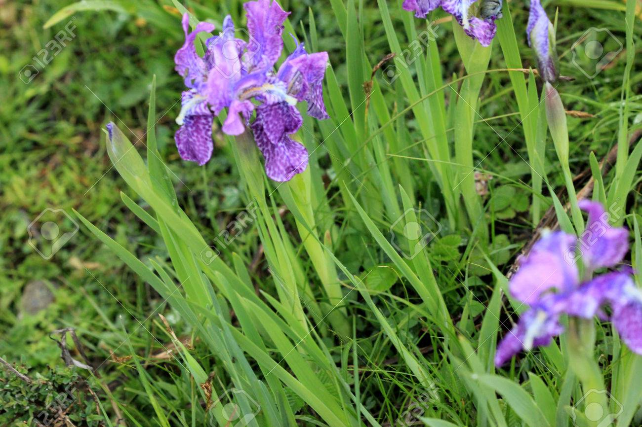 TÌNH YÊU CÂY CỎ ĐV 5 - Page 87 56447314-iris-hookeriana-hookers-iris-rhizomatous-perennial-herb-of-alpine-himalayas-with-linear-leaves-bluis