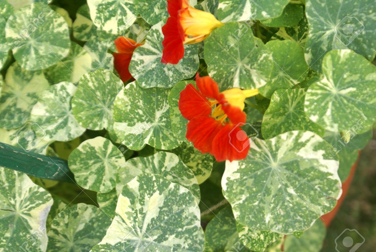 Tropaeolum Majus Alaska Variegated Nasturtium Cultivar Of Garden