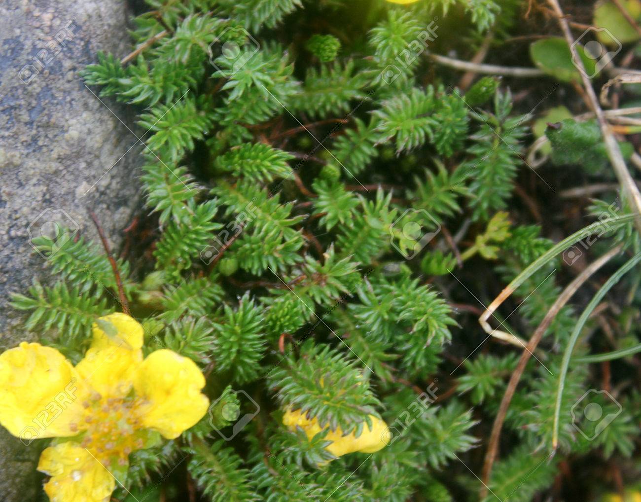 Potentilla microphylla, Tiny leaves Cinquefoil, perennial cushion forming perennial herb with pinnate compound leaves with tiny leaflets and yellow about 15 mm across flowers. - 58153470 Potentilla microphylla, Tiny leaves Cinquefoil, perennial cushion forming perennial herb with pinnate compound leaves with tiny leaflets and yellow about 15 mm across flowers. - 58153470