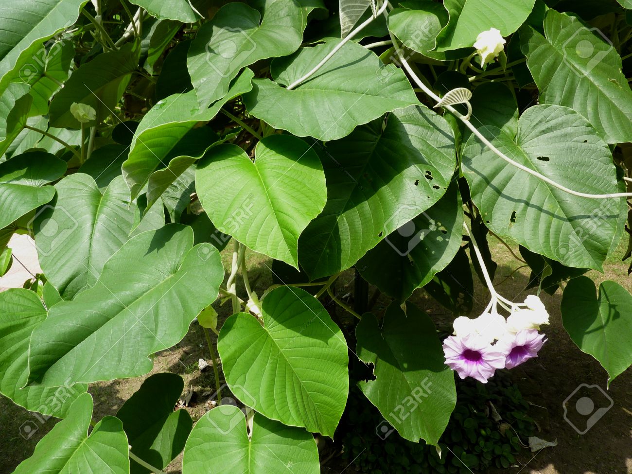 Argyreia Nervosa Hawaiian Baby Woodrose Elephant Creeper Treille Furry Vivace à Feuilles En Forme De Coeur Et Des Fleurs En Forme De Trompette De