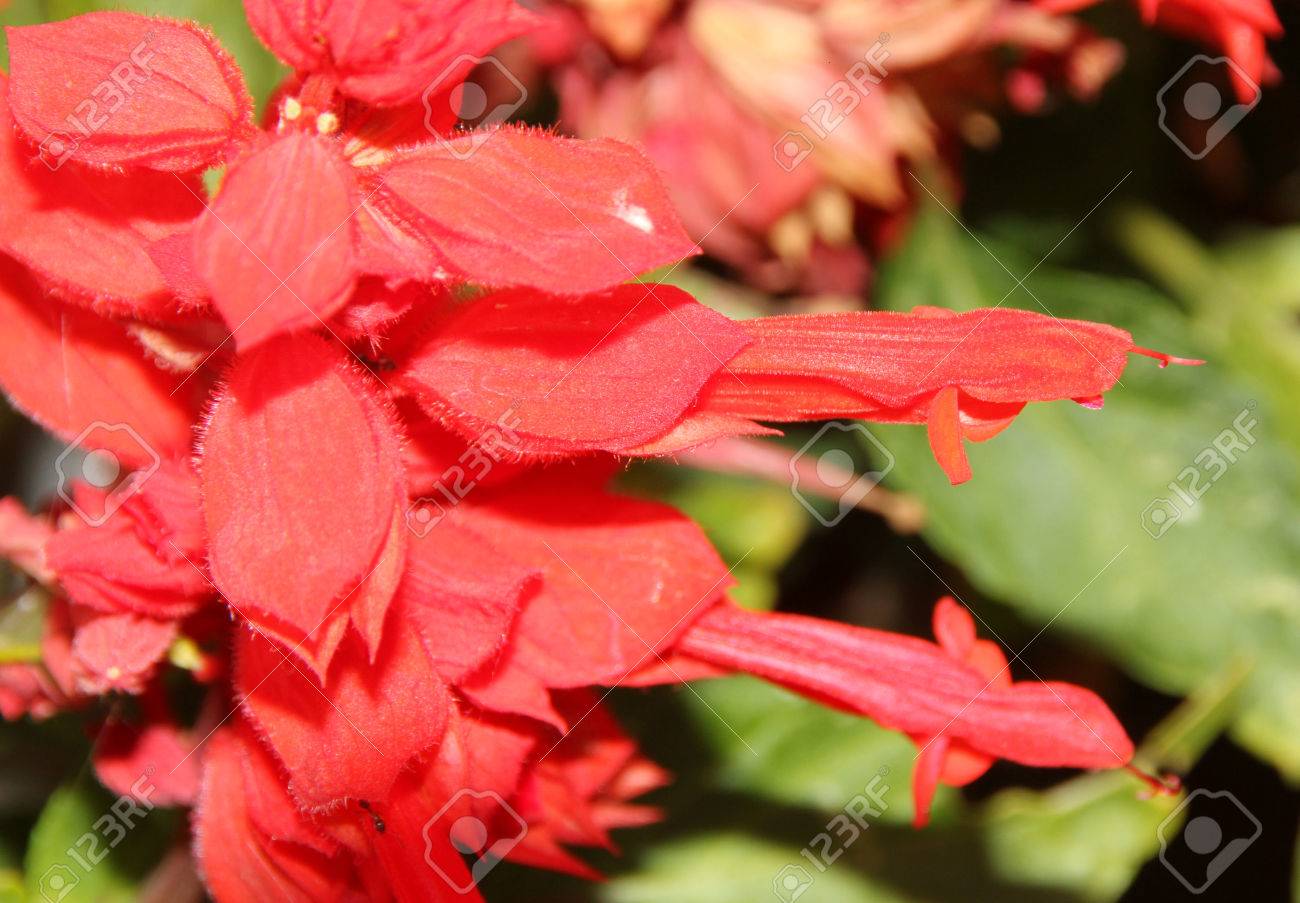 サルビア 緋色セージ 熱帯セージ 観賞年次ハーブ反対で卵形の葉と緋色管状の花 しばしば同じ色の萼の末端の房が膨張 の写真素材 画像素材 Image