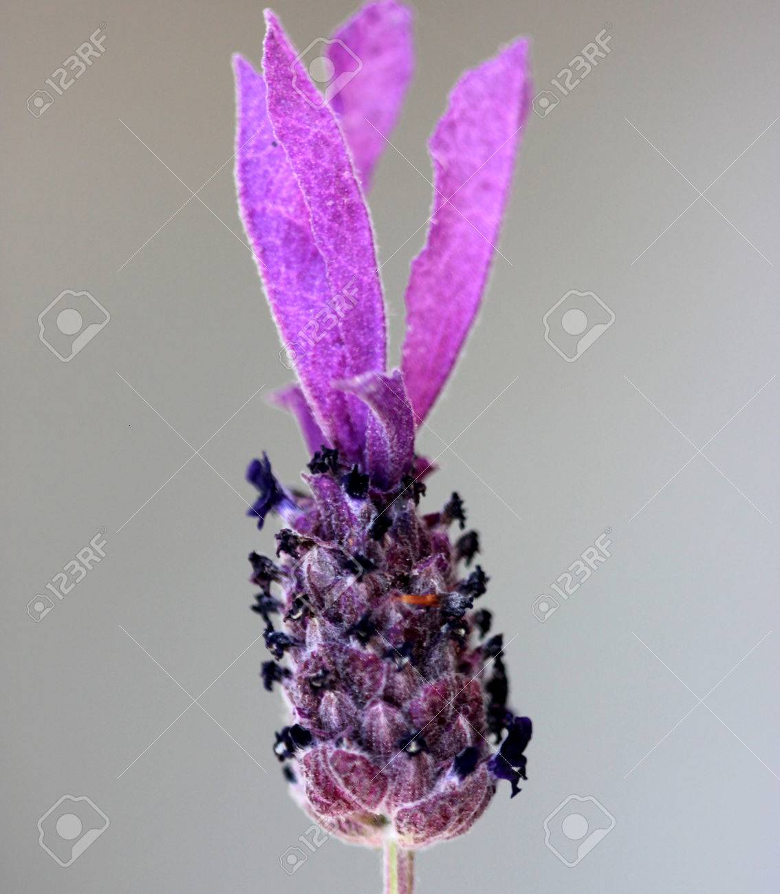 ラベンダー Stoechas フレンチ ラベンダー スペイン ラベンダー 白草の線形の葉といくつか大きな紫滅菌包葉によって越えられる各ターミナルのスパイク 紫色の花にピンクを持つ常緑低木 の写真素材 画像素材 Image