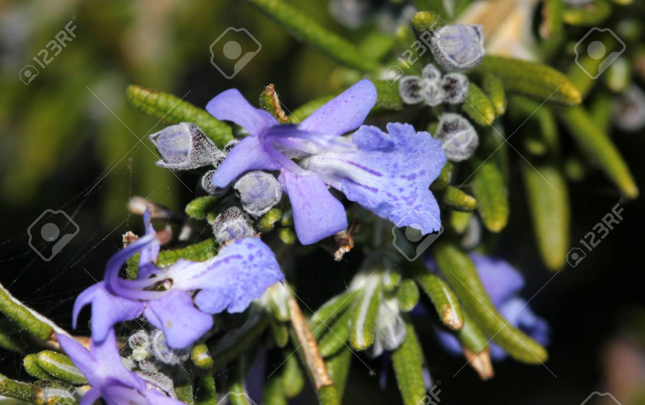 Rosmarinus Officinalis Rosemary Petit Arbuste A Feuillage Persistant Avec Des Feuilles Lineaires Parfumees Et Fleurs Bleu Clair Utilise Comme Herbe Culinaire Et Plante Medicinale Banque D Images Et Photos Libres De Droits Image Rosmarinus Officinalis Rosemary Petit Arbuste A Feuillage Persistant Avec Des Feuilles Lineaires Parfumees Et Fleurs Bleu Clair Utilise Comme Herbe Culinaire Et Plante Medicinale Banque D Images Et Photos Libres De Droits Image