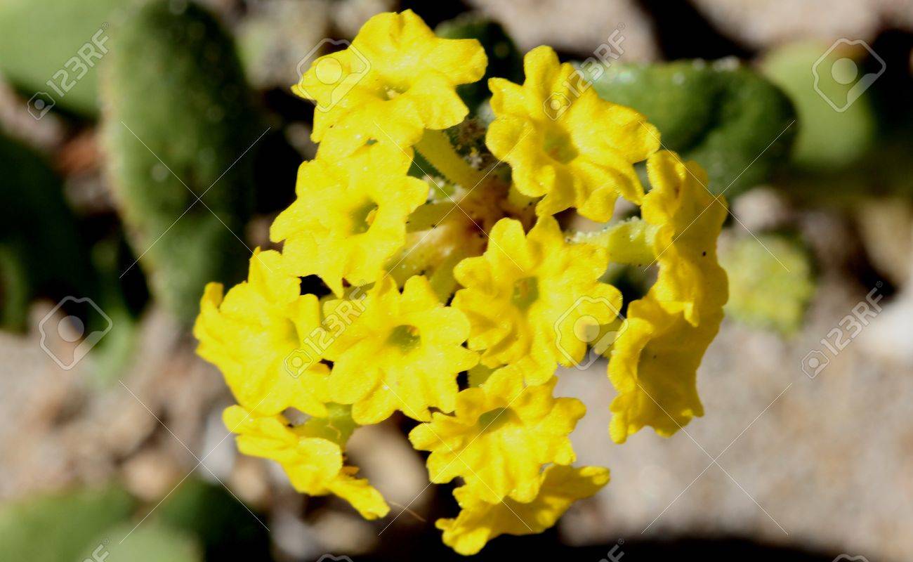 アブローニア マコモ 黄色い砂バーベナ 多年生臨海工場北アメリカから厚いほぼ丸い葉とターミナルの球形の頭の中の黄色い花 の写真素材 画像素材 Image