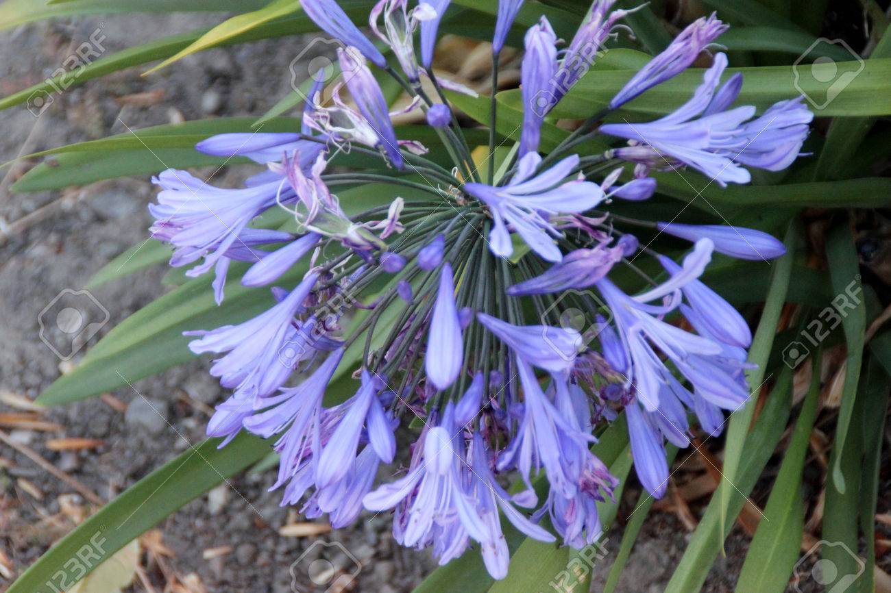 アガパンサス早発アフリカ ユリ ユリのナイル 多年生房線形基底とハーブを形成葉し 長い花茎に運ばれる散形花序の青い花 の写真素材 画像素材 Image