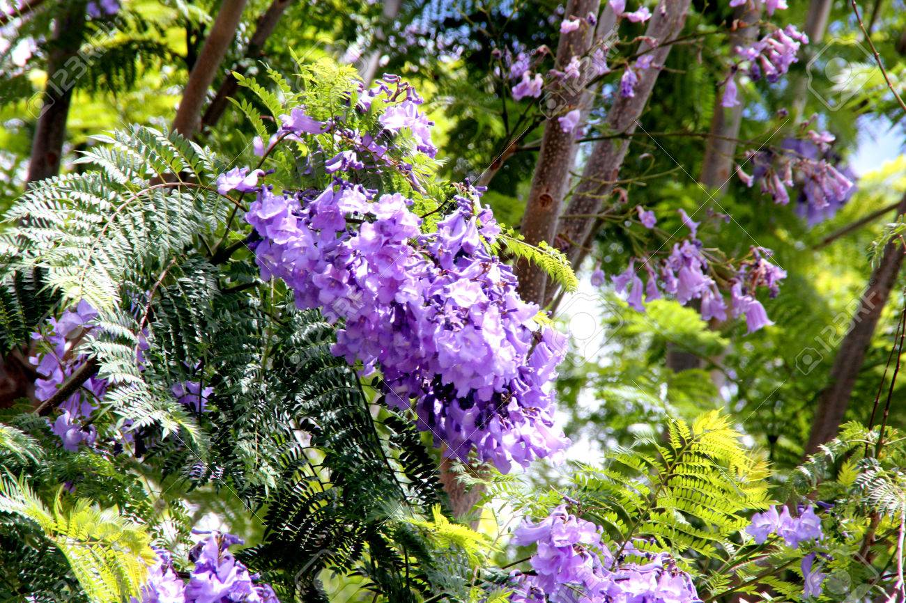 ジャカランダ Mimosifolia ブルー ジャカランダ 黒 Poui シダの木 二回羽状しだのような葉と大規模なクラスターで美しい青い花の観賞用高木 の写真素材 画像素材 Image