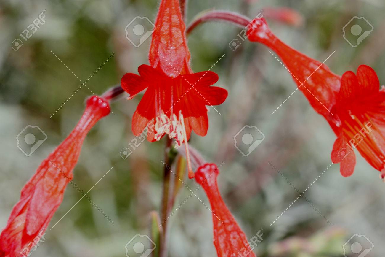 アカバナ Canum Carmens グレー カリフォルニア フクシア Syn Zauschneria と 銀色の灰色の葉と赤の管状の花の品種 の写真素材 画像素材 Image アカバナ Canum Carmens グレー カリフォルニア フクシア Syn Zauschneria と 銀色の灰色の葉と赤の管状の花の品種 の写真素材 画像素材 Image