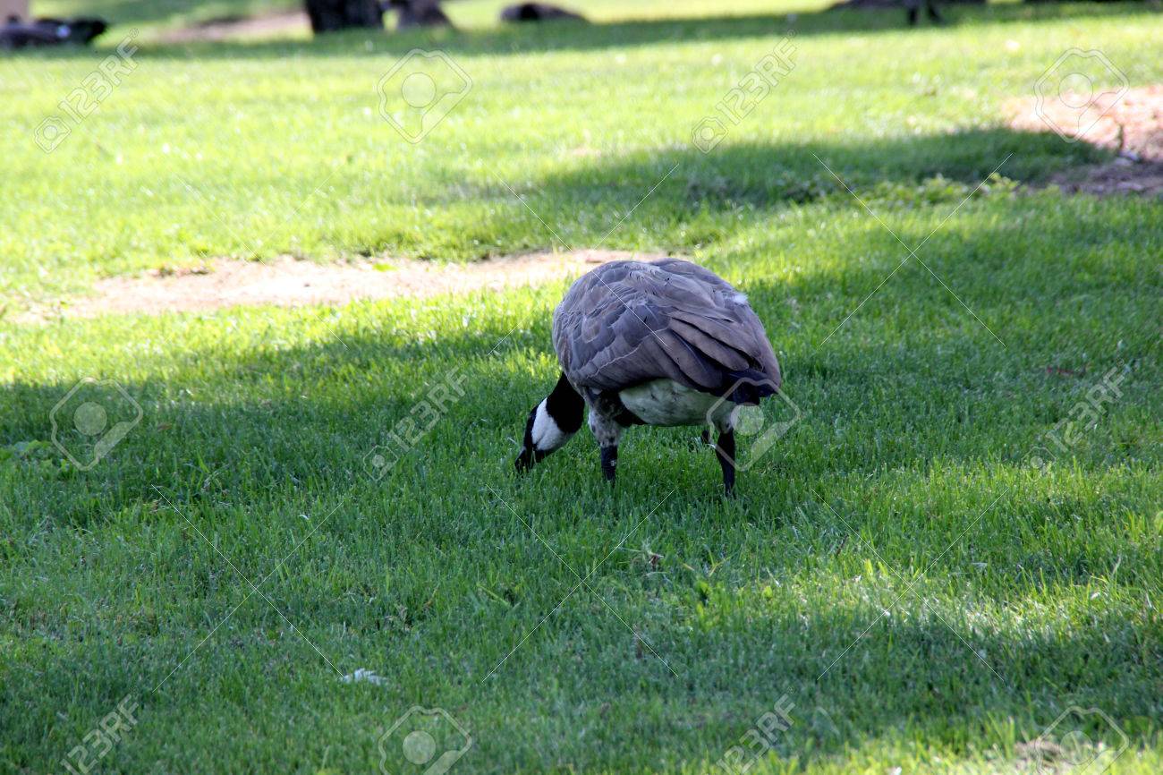 Canada Goose Sur La Pelouse Le Long Petit Lac De La Communauté Branta Canadensis Un Grand Oiseau Originaire Du Canada Et En Amérique Du Nord Avec La