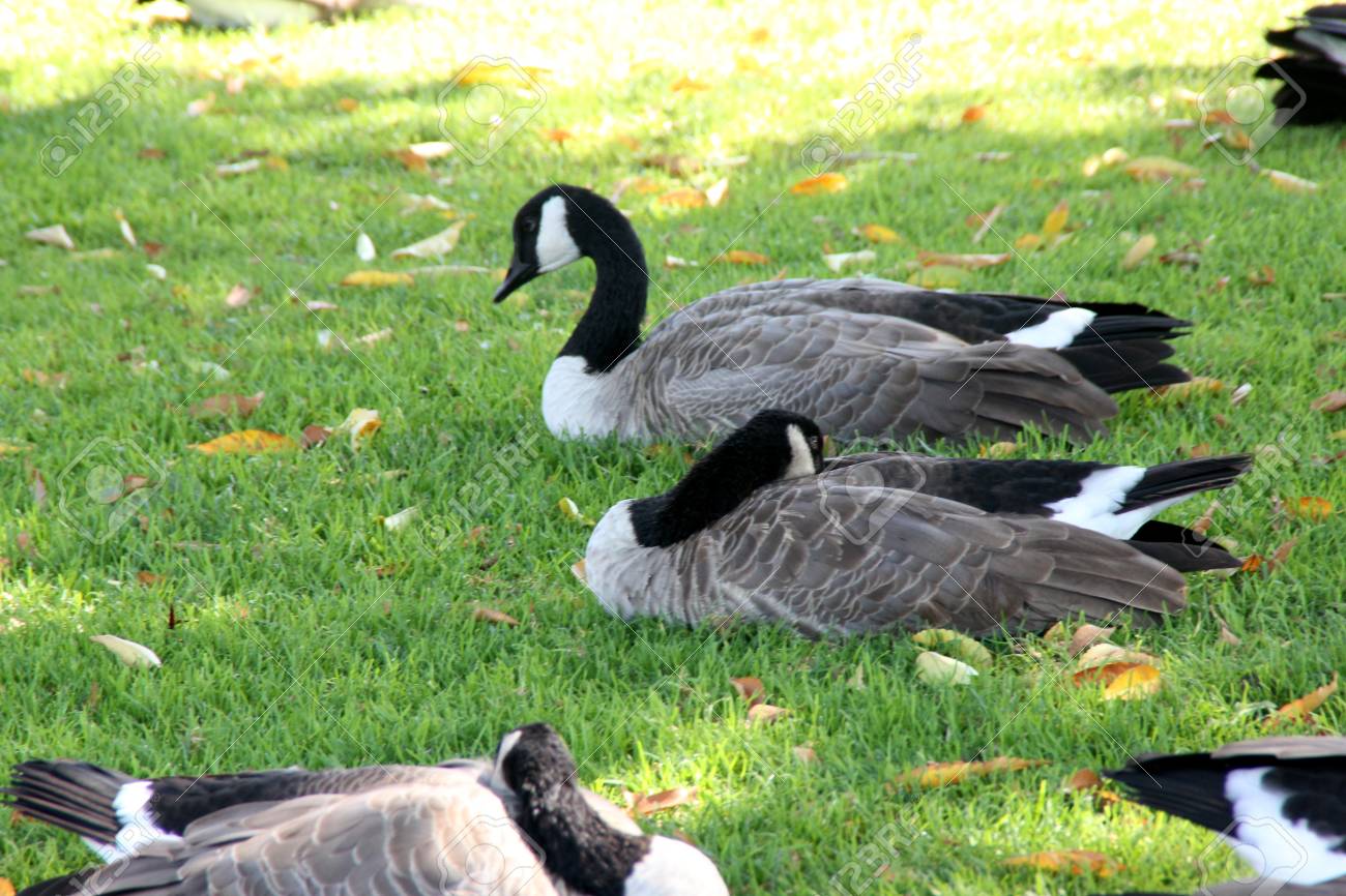 Manipulation Dynamiser Betsy Trotwood Small Canada Goose Ascendant Agrafe Ace