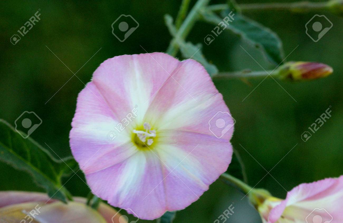 Convolvulus Arvensis Liseron Des Champs Vivace Herbacée Rampante Avec Des Feuilles En Forme De Flèche Et Des Fleurs Blanches à Roses En Forme De