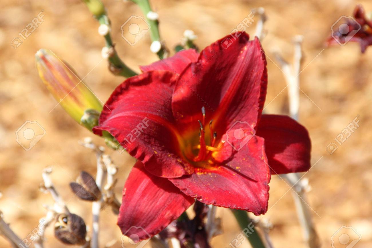 Hemerocallis Ruby Stella Herbacée Vivace Avec Une Grappe De Rubis Trompette Rouge En Forme De Fleurs Portées Sur Une Longue Tige
