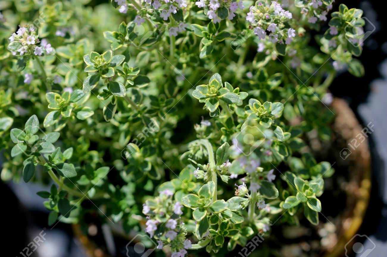 胸腺 X Citriodorus 球菌 ゴールデン レモン タイムと強い柑橘類風味 チキンや魚料理に最適な黄金の斑入り葉で平伏した小灌木を広める の写真素材 画像素材 Image