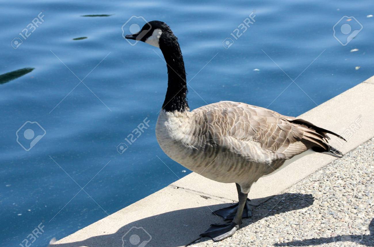 Canada Goose Long Petit Lac De La Communauté Branta Canadensis Un Grand Oiseau Originaire Du Canada Et En Amérique Du Nord Avec La Tête Noire Et Du