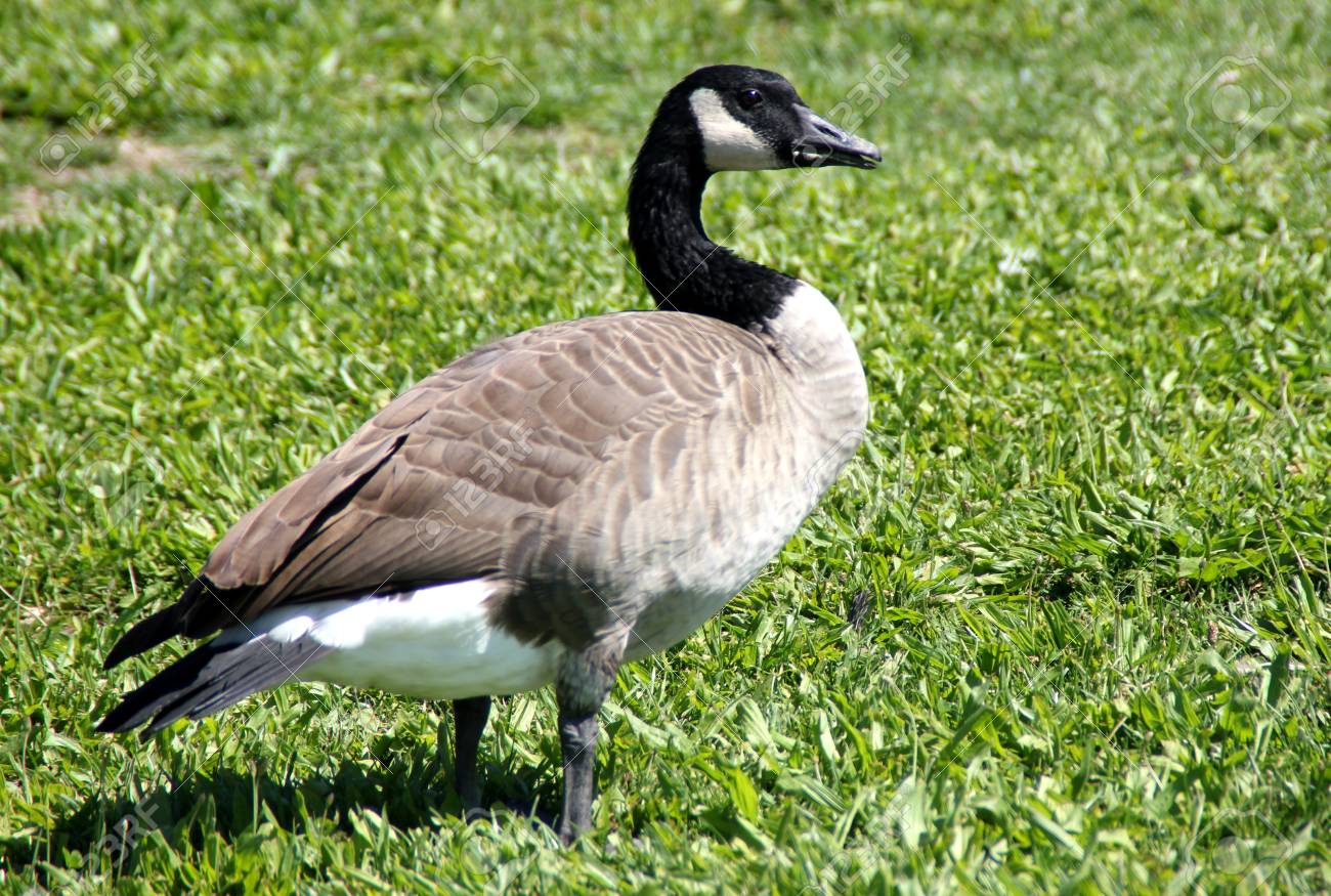 tache blanche canada goose tache blanche canada goose