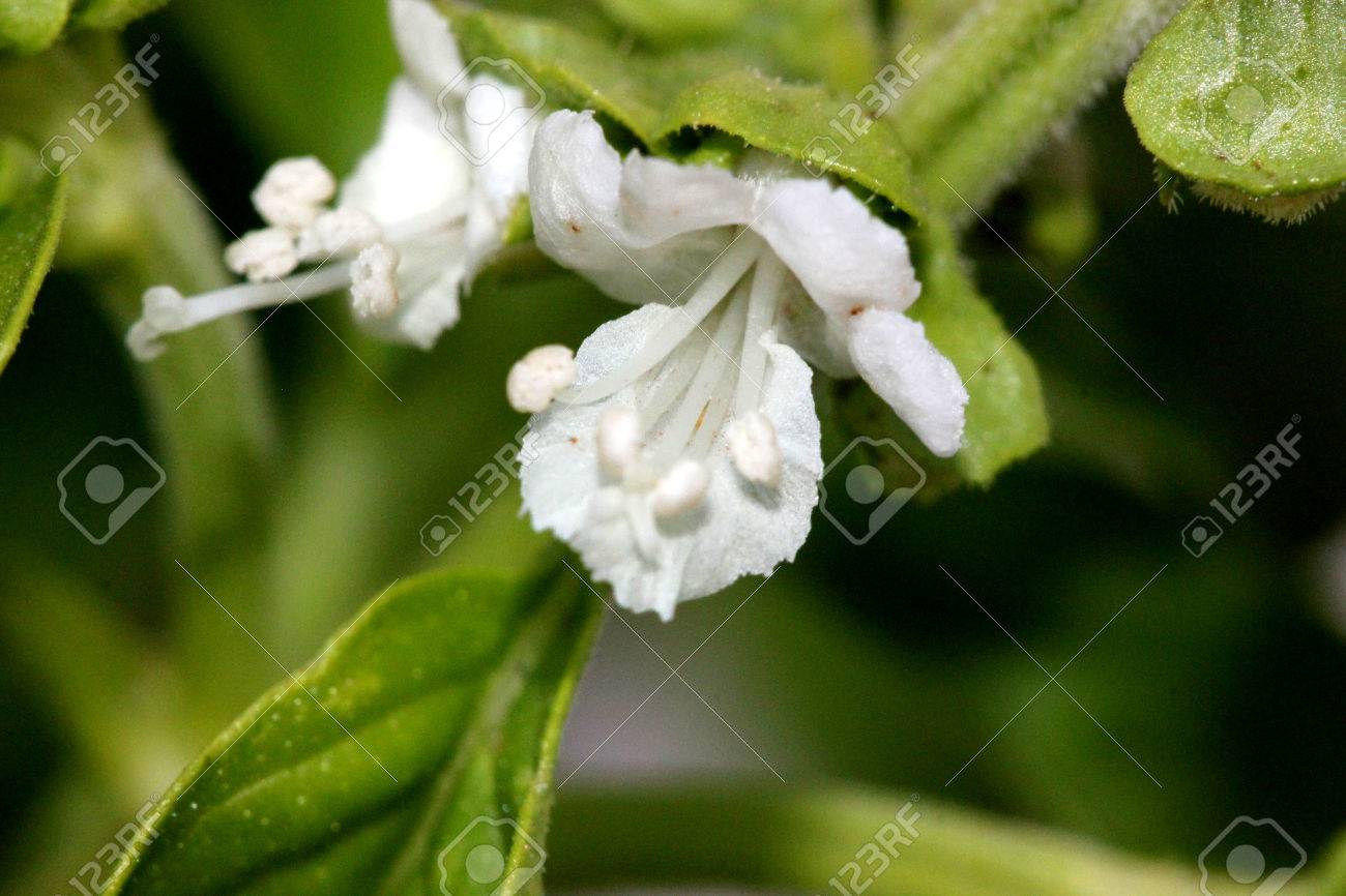 スイートバジル バジルバシ 反対側の葉と白い花 料理用のハーブ シソ科として使用の多年生草本 の写真素材 画像素材 Image