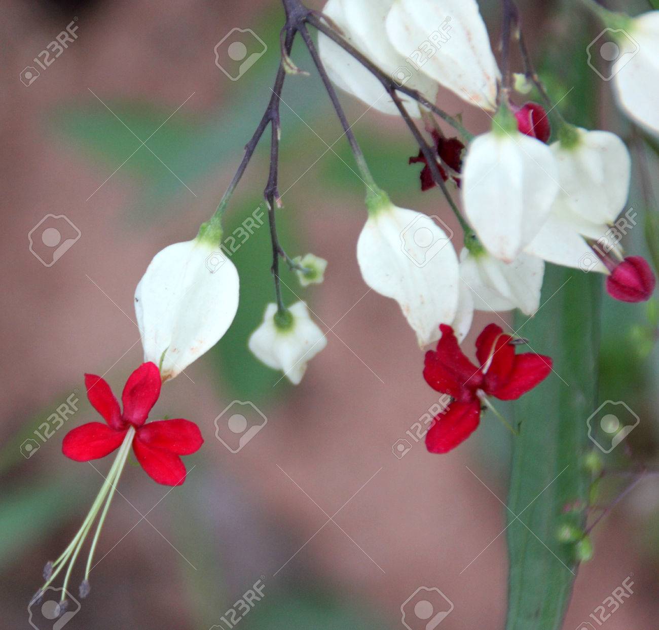 陽性 Thomsoniae 長方形の出血ハートつる 出血栄光の花 常緑のつる植物の葉し 白い萼と赤いカローラの 2 つの色の花が根の豊富な水を必要があります の写真素材 画像素材 Image 陽性 Thomsoniae 長方形の出血ハートつる 出血栄光の花 常緑のつる植物の葉し 白い萼と赤いカローラの 2 つの色の花が根の豊富な水を必要があります の写真素材 画像素材 Image