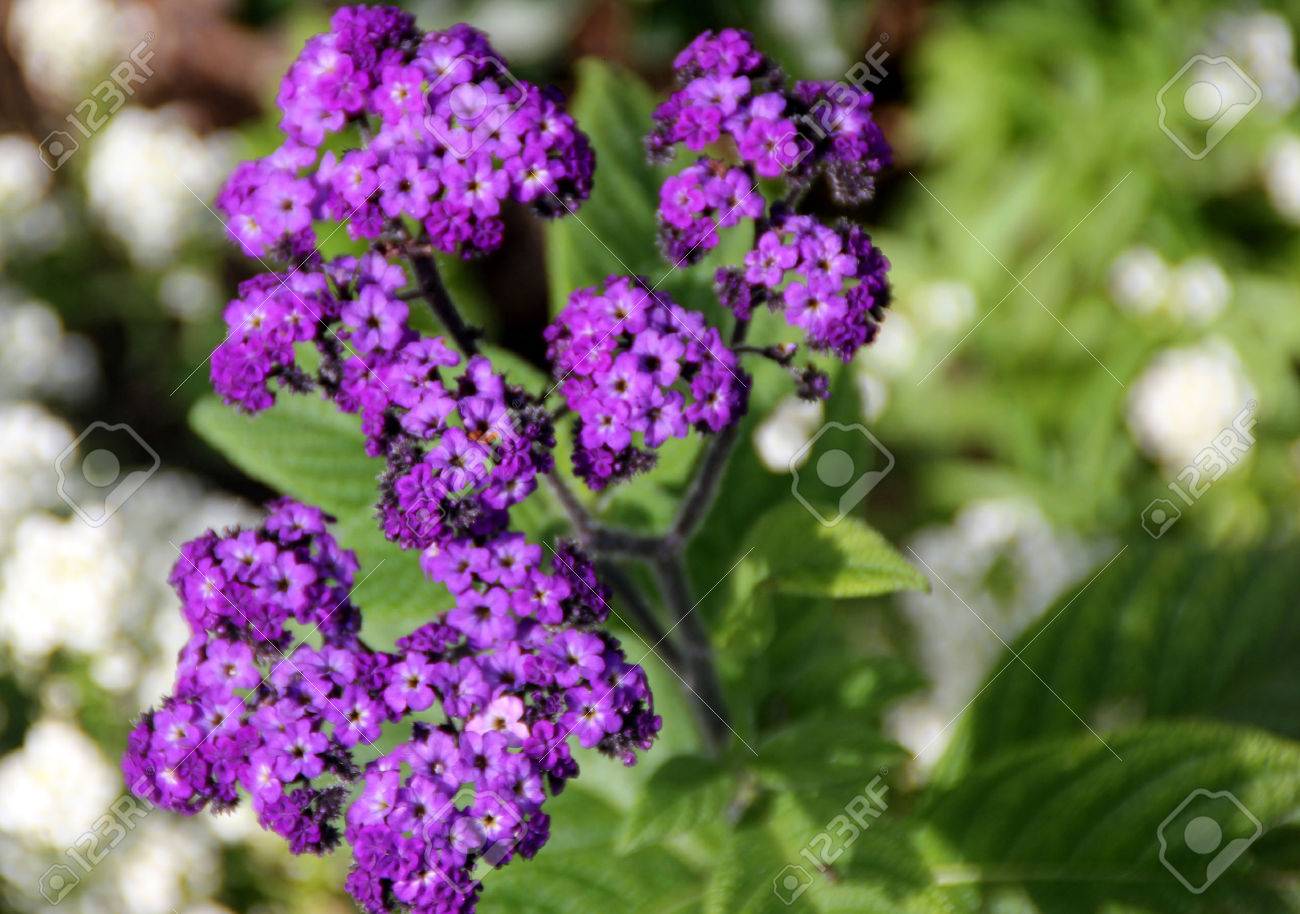 Heliotrope flower: photo with description, features of planting and care 84 Heliotrope flower: photo with description, features of planting and care 82