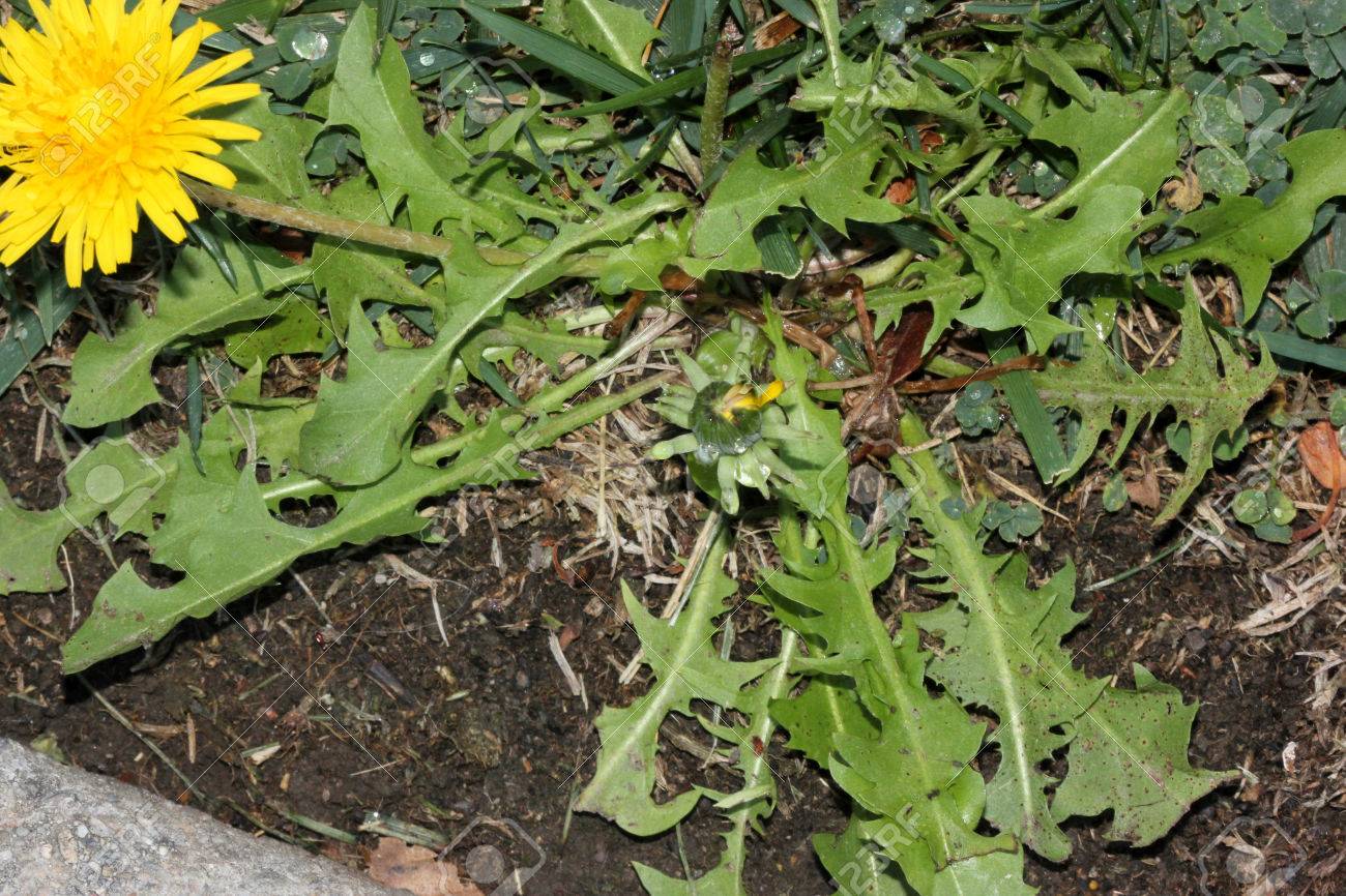 Dandelion plant in flower, Taraxacum officinale, herb with basal rosette of variously cut leaves and terminal yellow flower head on a long scape. - 65386897 Dandelion plant in flower, Taraxacum officinale, herb with basal rosette of variously cut leaves and terminal yellow flower head on a long scape. - 65386897