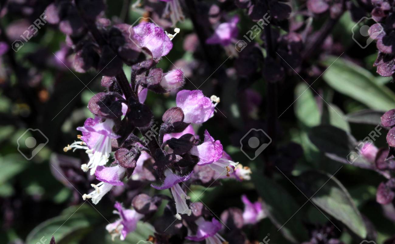 タイ バジル バジル メンツとその分布 葉 紫の茎と苞葉とピンク紫の花のような暗い緑の槍で の写真素材 画像素材 Image タイ バジル バジル メンツとその分布 葉 紫の茎と苞葉とピンク紫の花のような暗い緑の槍で の写真素材 画像素材 Image