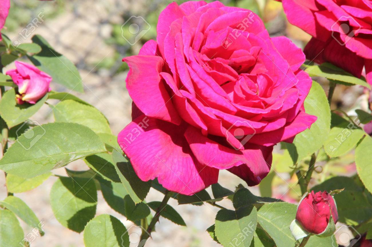 Rosa Papa Meilland Thé Hybride Rose Un Arbuste épineux à Feuilles Vert Olive Et Rouge Fleurs Doubles Très Parfumées Sombres