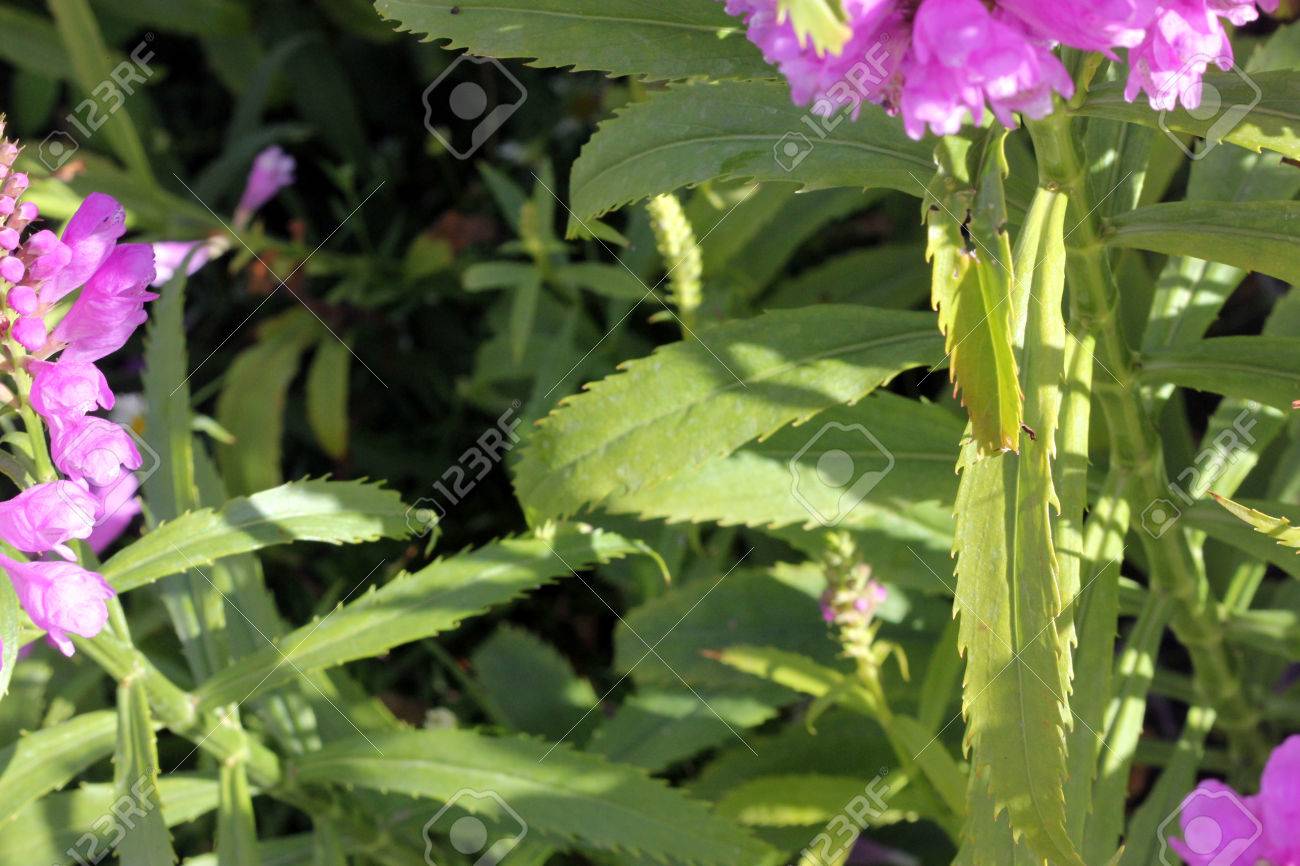 フィソステギア トラノオ 従順な植物観賞の原産の多年草 北アメリカは歯薄緑の葉と鋼管 2 リップ ピンクまたはライラックの花です の写真素材 画像素材 Image