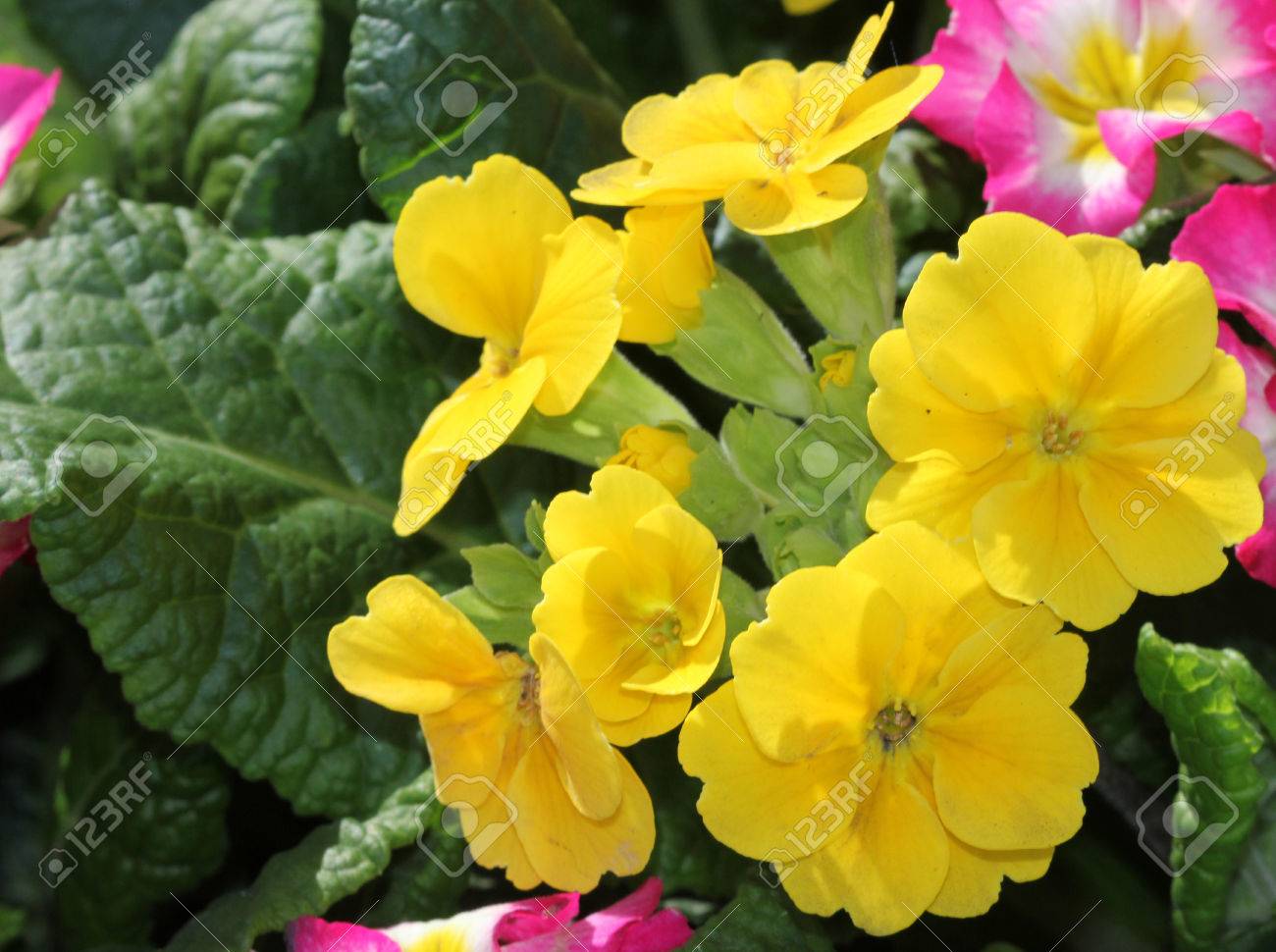 Primula X Polyantha Jaune Herbacée Ornementale Supernova Mix Avec Rosette De Feuilles Et De Fleurs Bicolores Dans Les Tons De Rose Rouge Jaune Ou