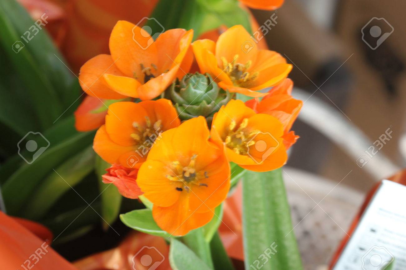 オーニソガラム ナガミヒナゲシ オレンジ色の星 太陽の星で 3 8 黄色がかった緑の葉と球状の総状花序にオレンジ色の花を持つ球根多年草は長い花茎に続けました の写真素材 画像素材 Image