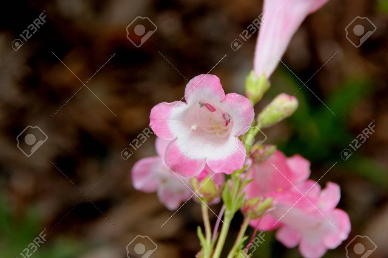 イワブクロ属のリンゴの花 塊形成線形の葉と釣鐘状の淡いピンクの花約 3 Cm 長い総状花序または円錐花序に 白い喉を持つ多年生草本 の写真素材 画像素材 Image