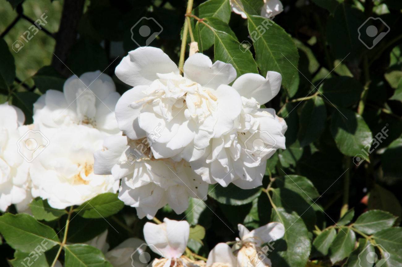 Rosa Dentelle Cascade Rosier Grimpant à Feuilles Vert Foncé Brillant Et Fleurs Blanches Semidouble Environ 7 Cm De Diamètre Dans De Larges Grappes