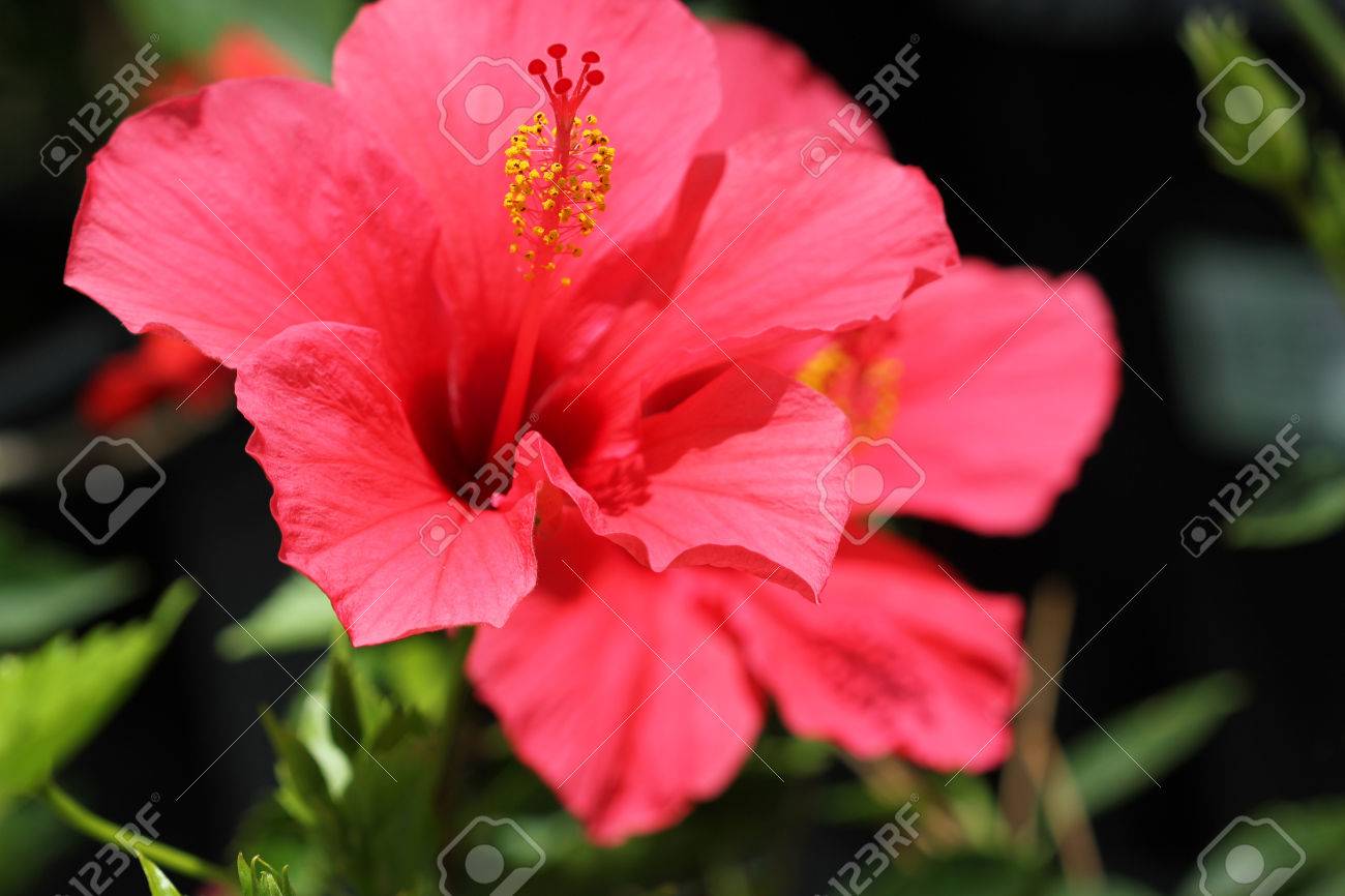 ハイビスカス ロサ シネンシス ピンク癜風 濃い目 長く咲くと育てやすいと大きなピンクの花の品種 の写真素材 画像素材 Image ハイビスカス ロサ シネンシス ピンク癜風 濃い目 長く咲くと育てやすいと大きなピンクの花の品種 の写真素材 画像素材 Image