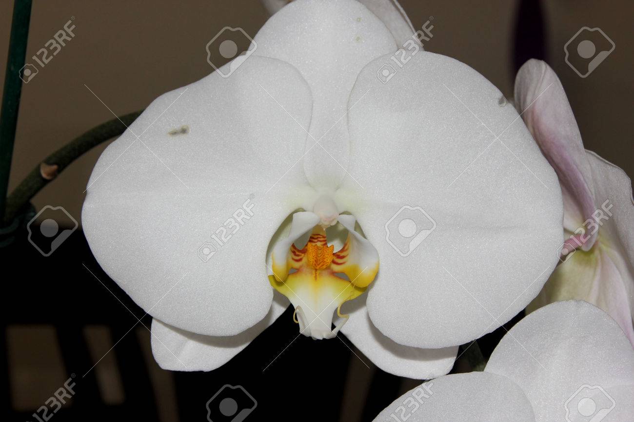 Phalaenopsis Aphrodite Moth Orchidée Populaire Orchidée Ornementale Avec Plusieurs Fleurs Blanches Durables Sur Longue Tige Avec Sombrement Marqué