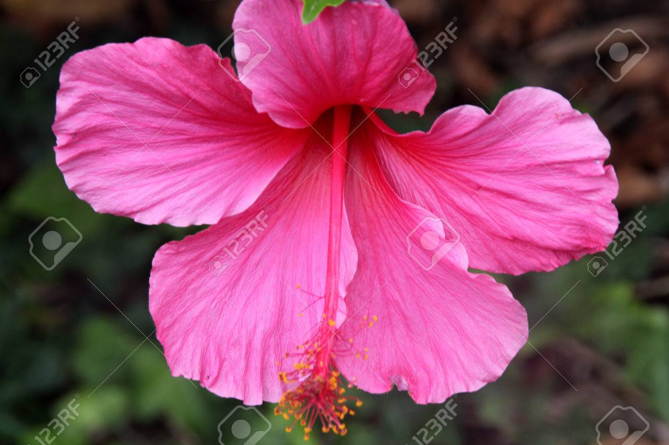 Yafei Nouveau Rose Artificielle Faux Fleurs De Cerisier Dintérieur Arbres Fabriqué En Chine En Vente Buy Arbres De Fleurs De Cerisier En Soiearbre