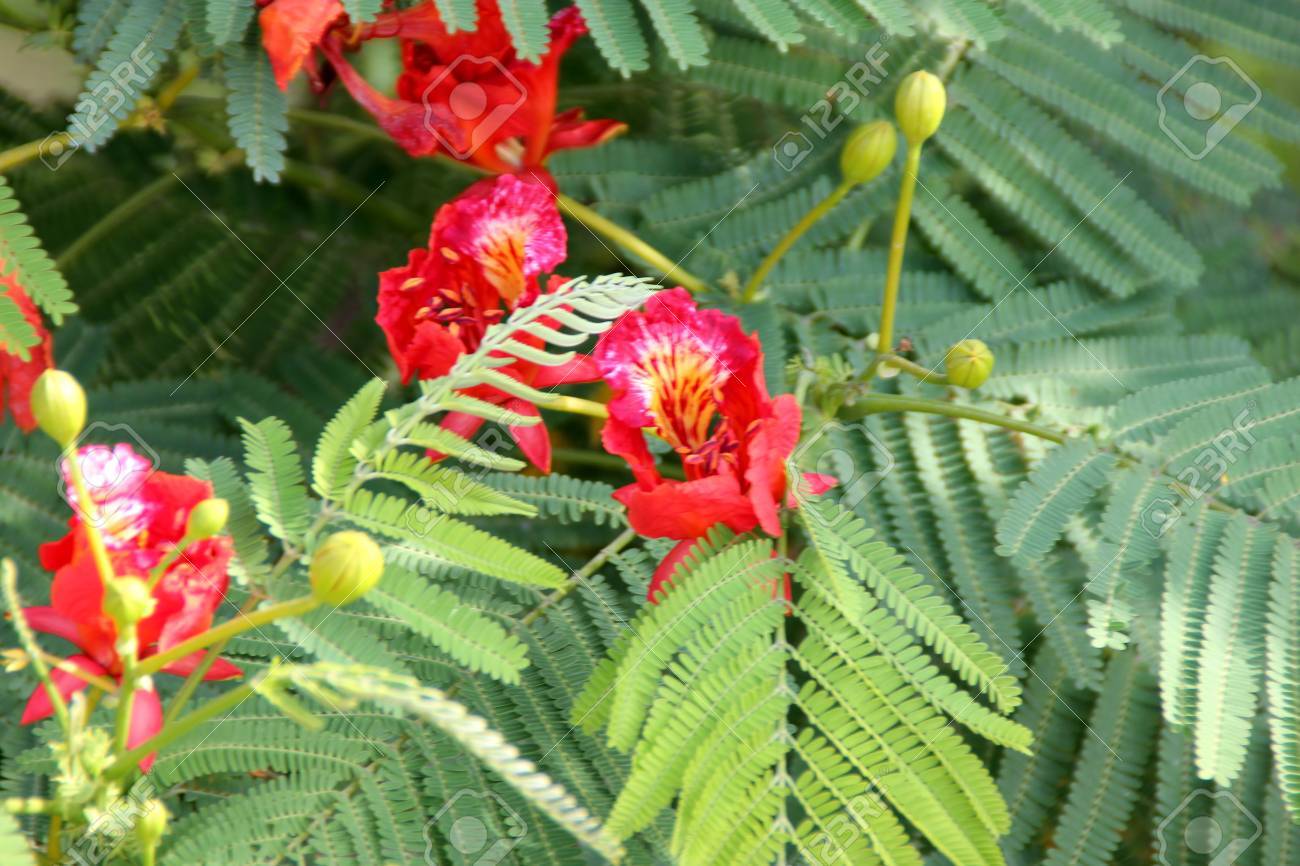 Delonix Regia Royal Poinciana Flamboyant Large Deciduous Tree Stock Photo Picture And Royalty Free Image Image 83079678