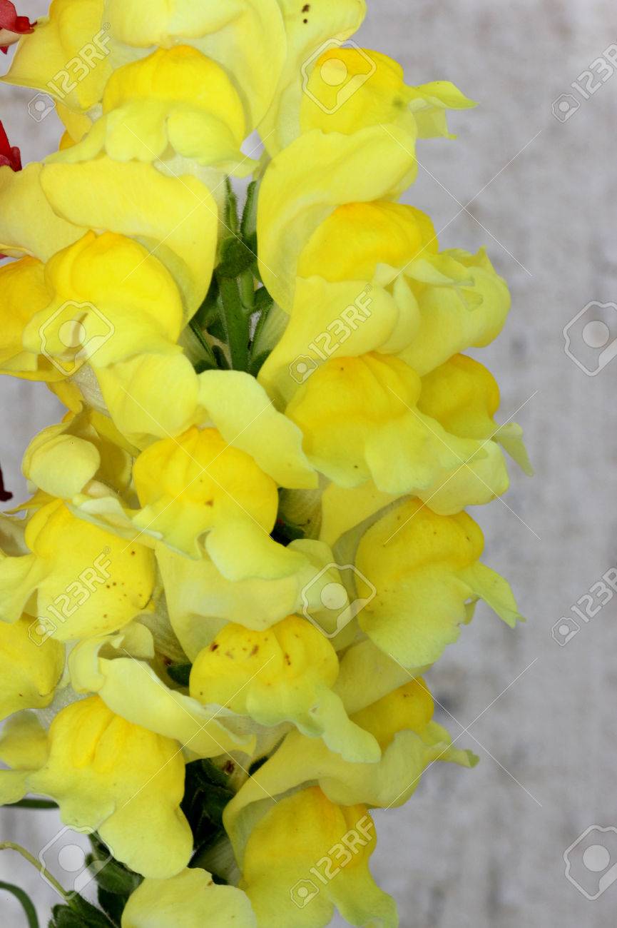 Antirrhinum Majus Snapdragon Fleur De Chien Plante Herbacée Vivace à Courte Durée De Vie à Feuilles Lancéolées Et à Deux Fleurs Lippées En Pointes