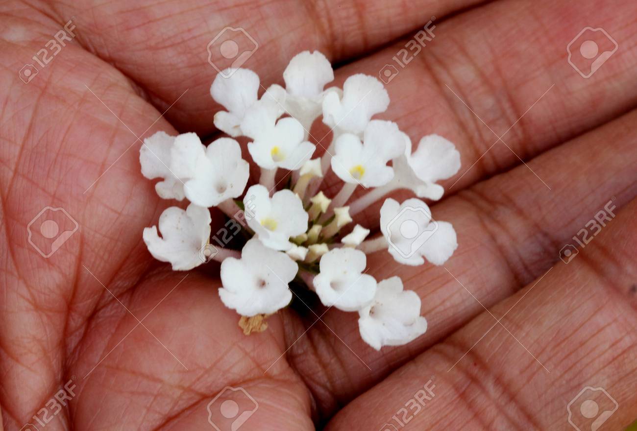 末尾のランタナ ホワイト ランタナ Montevidensis 楕円形の緑の香りを持つ常緑低木を拡散 拡散の白の葉し 白い花のターミナル ヘッド 良いグランド カバーやコンテナー の写真素材 画像素材 Image