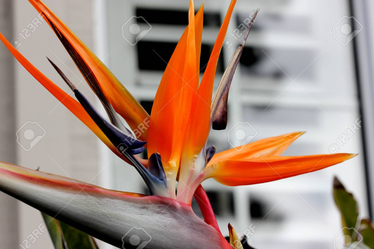 ストレリチア（極楽鳥花） 小田原成田手渡し限定オレンジの花 極楽鳥花植物園, image size:1300x866