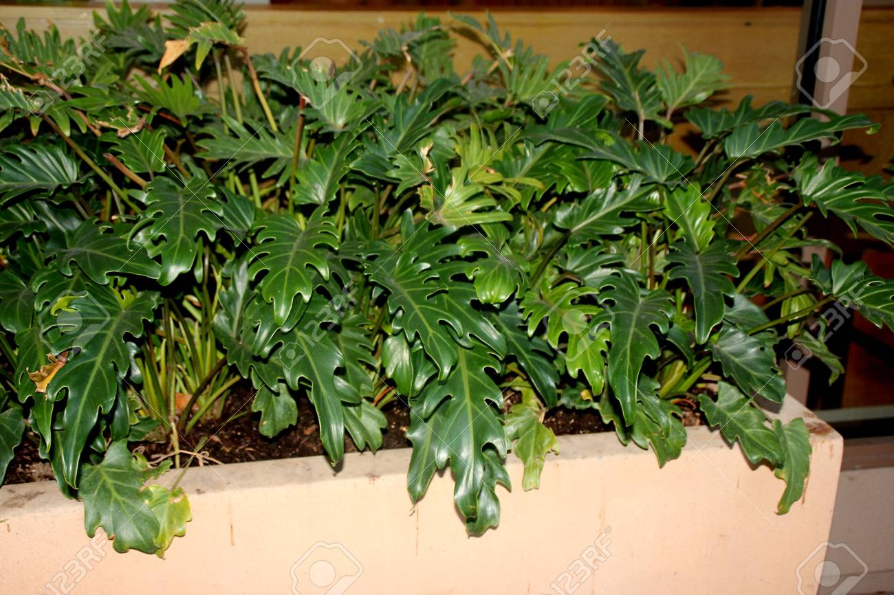 Philodendron Xanadu Winterbourn Philodendron Low Growing Evergreen Stock Photo Picture And Royalty Free Image Image 93979540