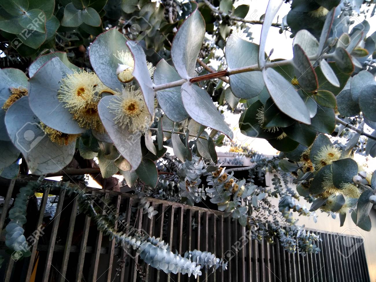 Silver Leaf Stringybark Silver Dollar Tree Eucalyptus Cinerea Medium Sized Tree With Rough Bark Coin Shaped Silvery Leaves And Large White Flowers Stock Photo Picture And Royalty Free Image Image Silver Leaf Stringybark Silver Dollar Tree Eucalyptus Cinerea Medium Sized Tree With Rough Bark Coin Shaped Silvery Leaves And Large White Flowers Stock Photo Picture And Royalty Free Image Image