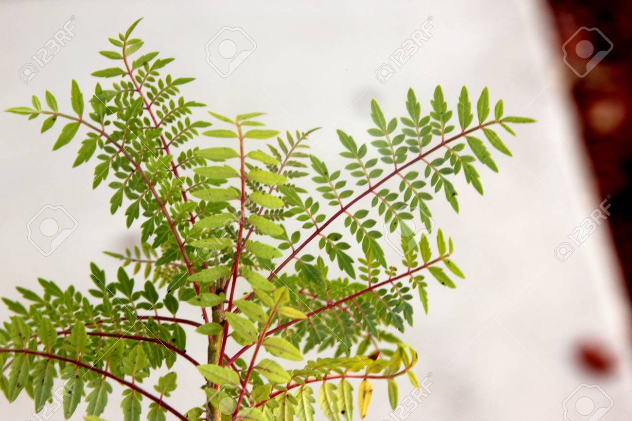 Young Plant Of Jacaranda Mimosifolia, Jacaranda, Blue Jacaranda, Widely  Cultivated Tree Of Warmer Climates With Large Bipinnate Comound Leaves ,  Blue Flowers In Panicles And Winged Pods. Фотография, картинки, изображения  и сток-фотография