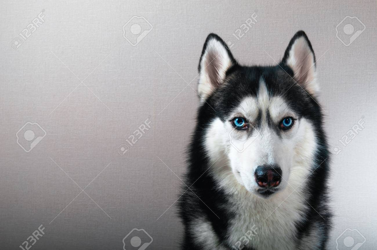 serious husky