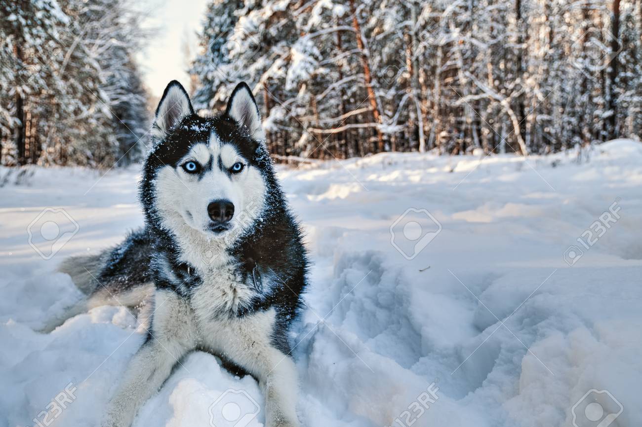 Husky Chien Couché Dans La Forêt Husky Noir Et Blanc Sibérien Avec Des Yeux Bleus Sur Une Promenade Dans Le Parc De L 39 Hiver